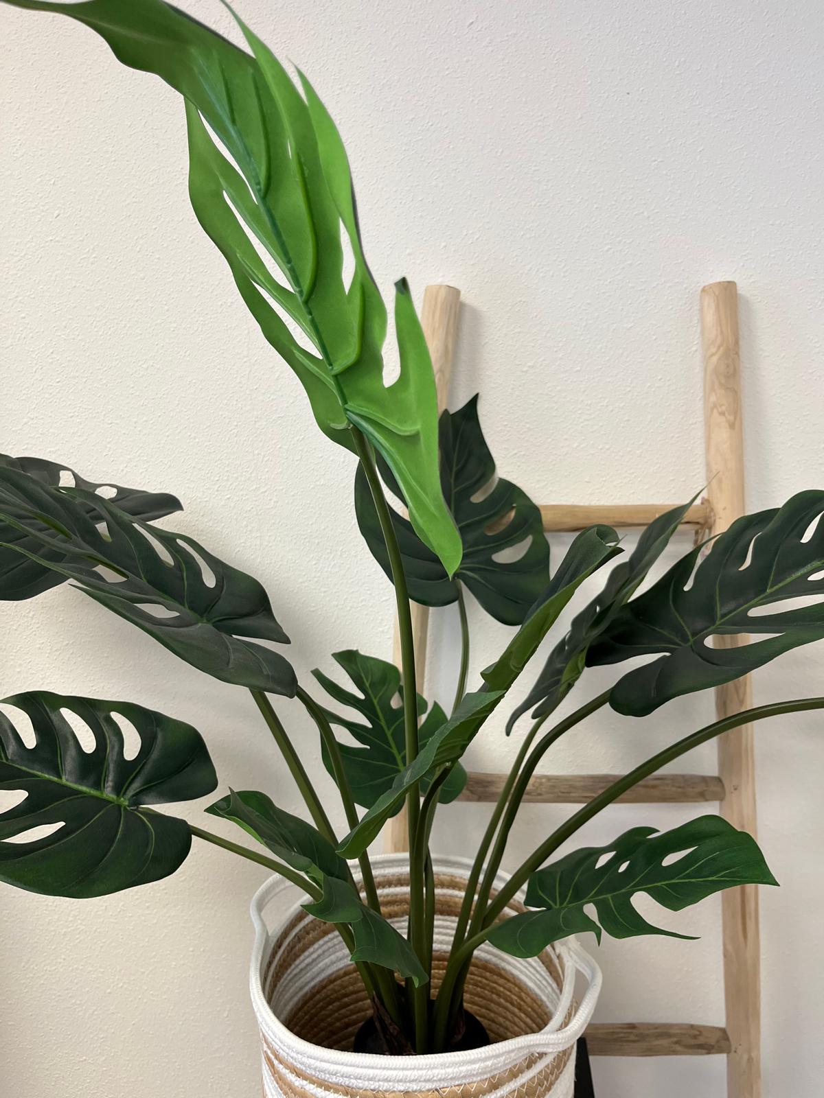 Monstera Luca small