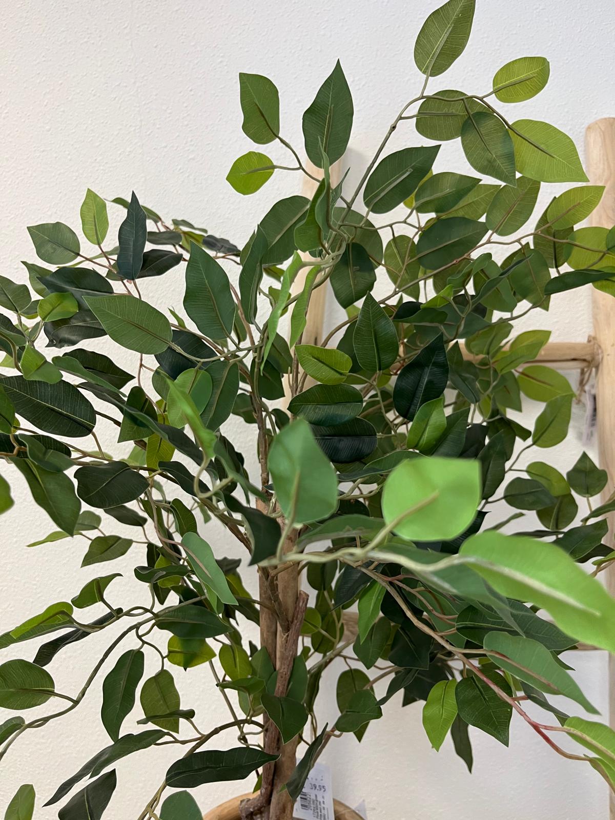 Ficus Oliv