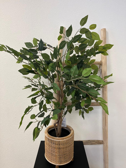 Ficus Oliv