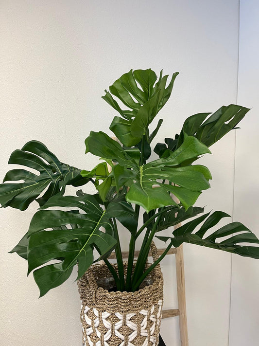 Monstera Luca medium