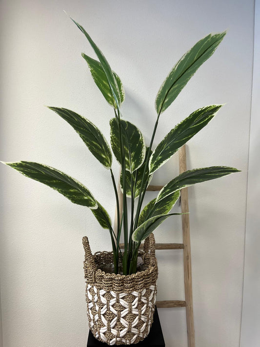 Calathea Faye