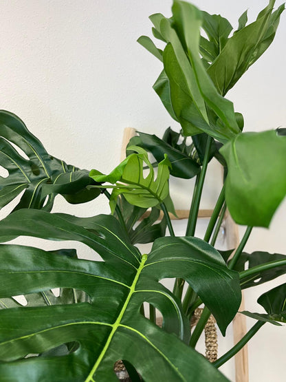 Monstera Luca medium