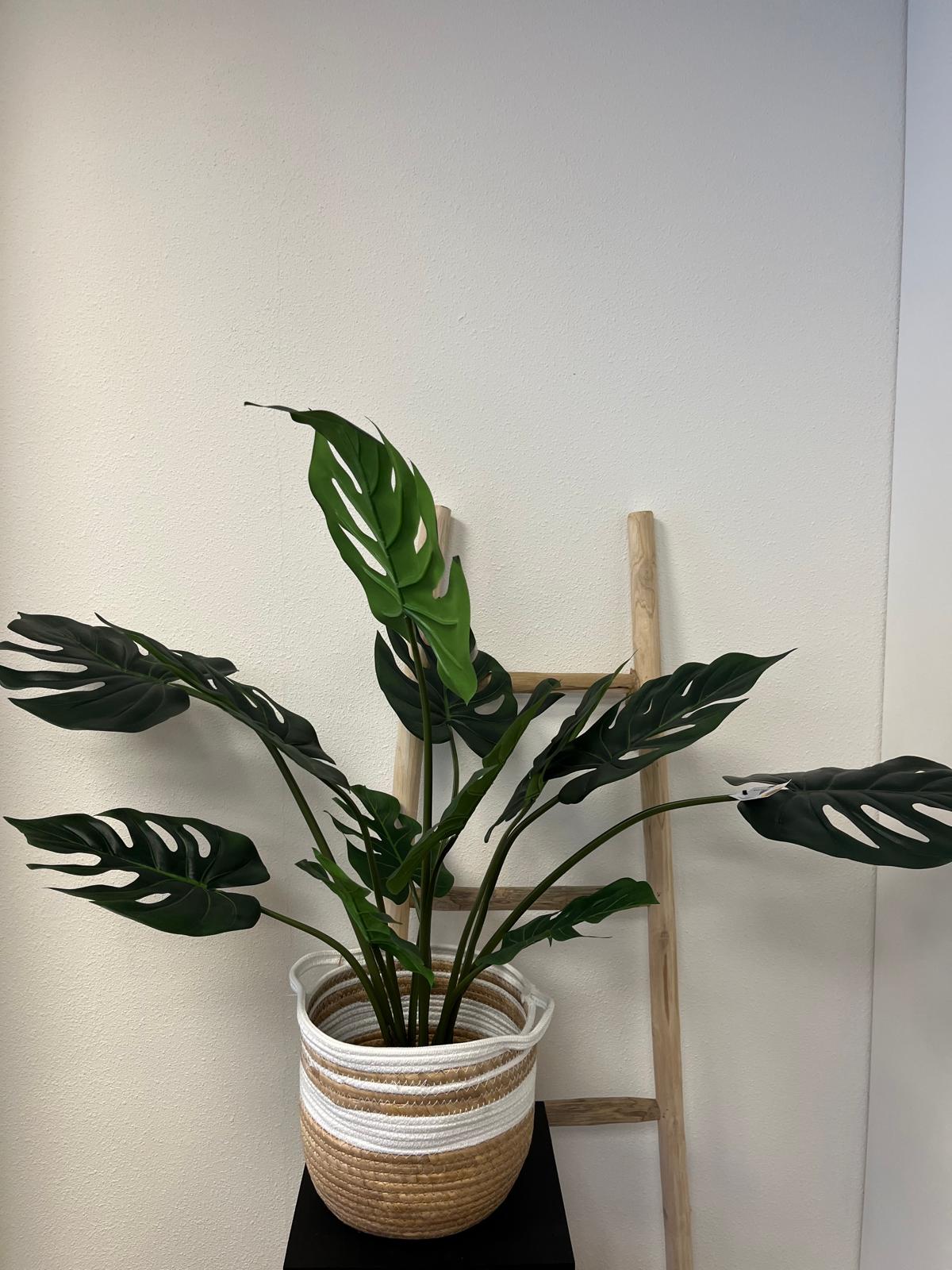 Monstera Luca small