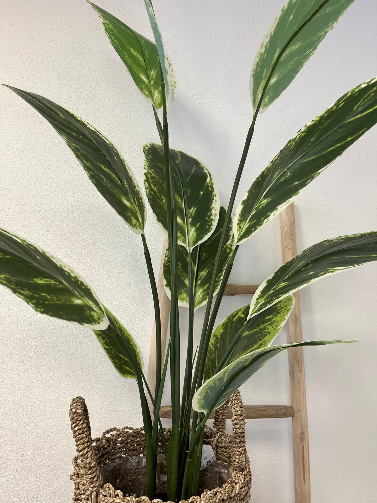 Calathea Faye