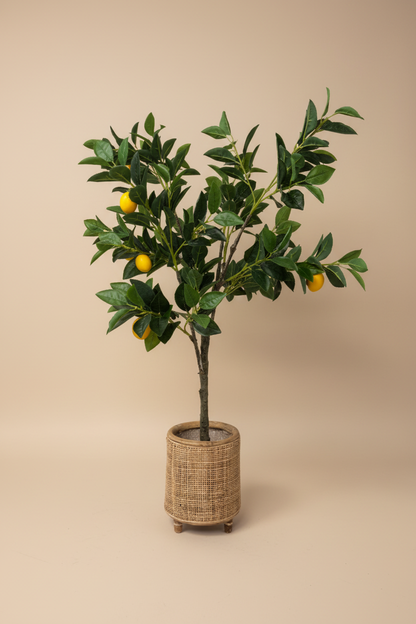 Citroenboom studio foto