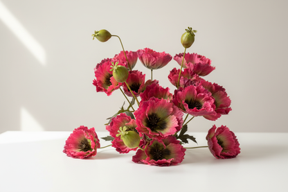 Fuchsia klaprozen productfoto