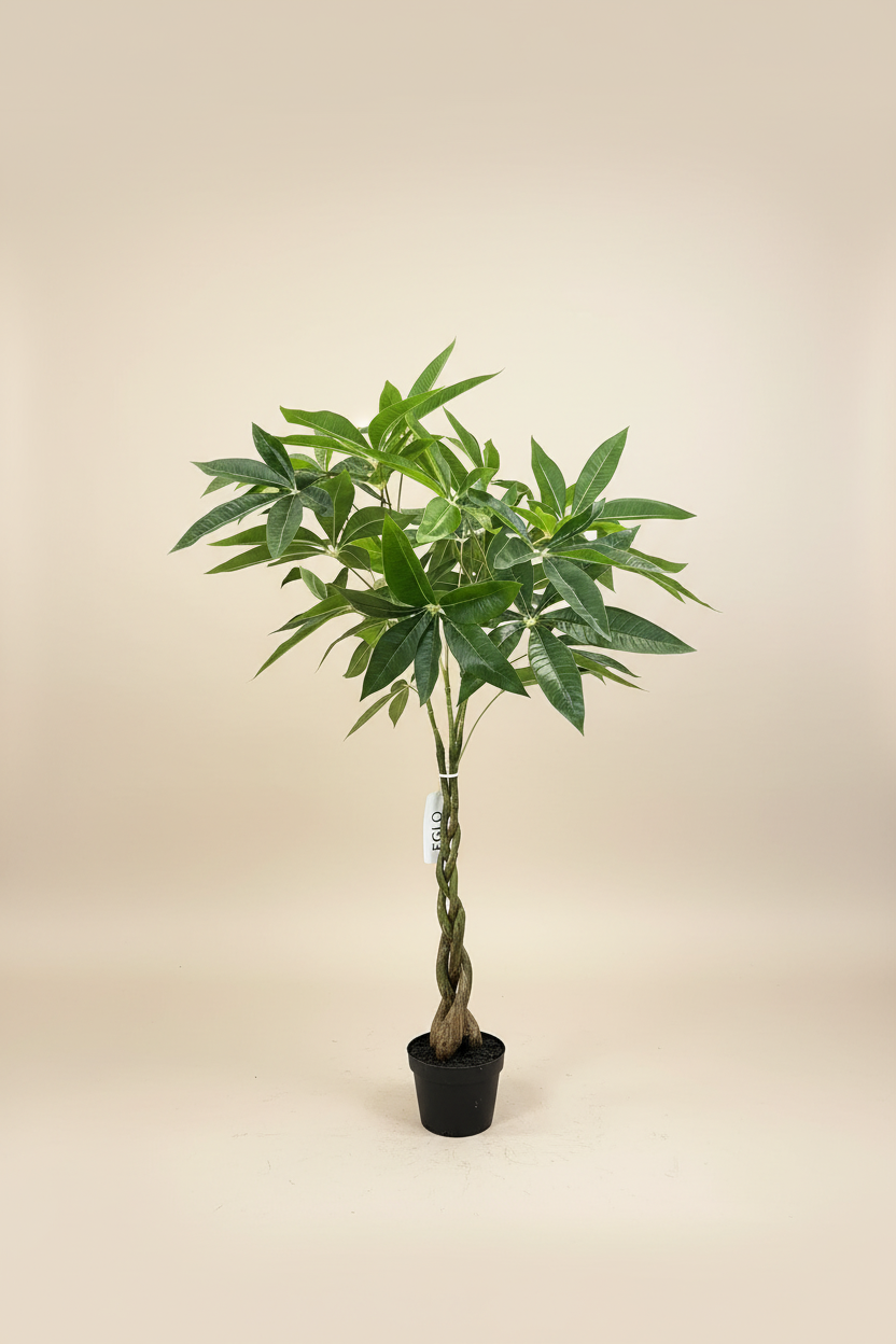 Geldboom studio foto