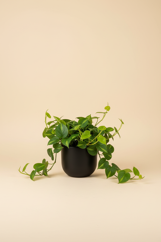 Hangplant zonder haakje studio foto