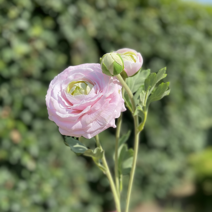Lichtroze ranonkel in natuurlijke tuinomgeving