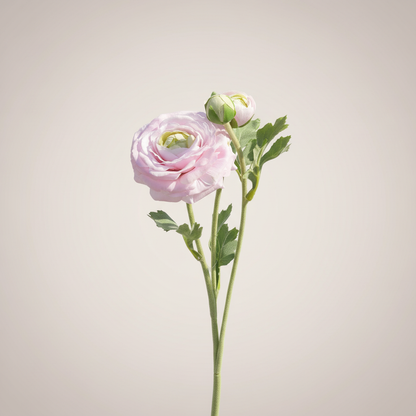 Lichtroze ranonkel met lichte neutrale achtergrond