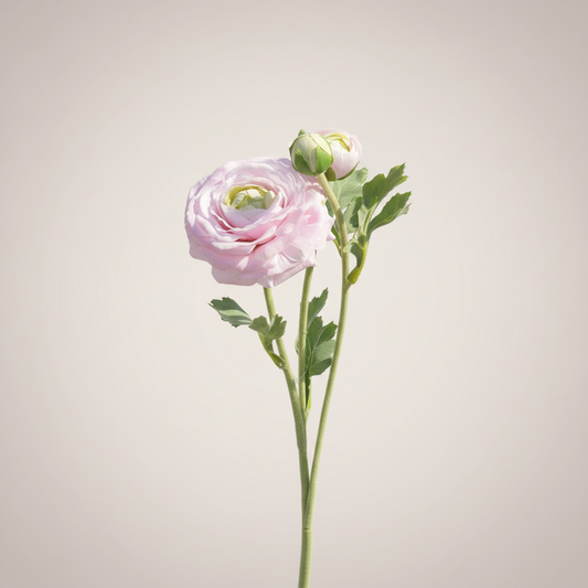 Lichtroze ranonkel met lichte neutrale achtergrond