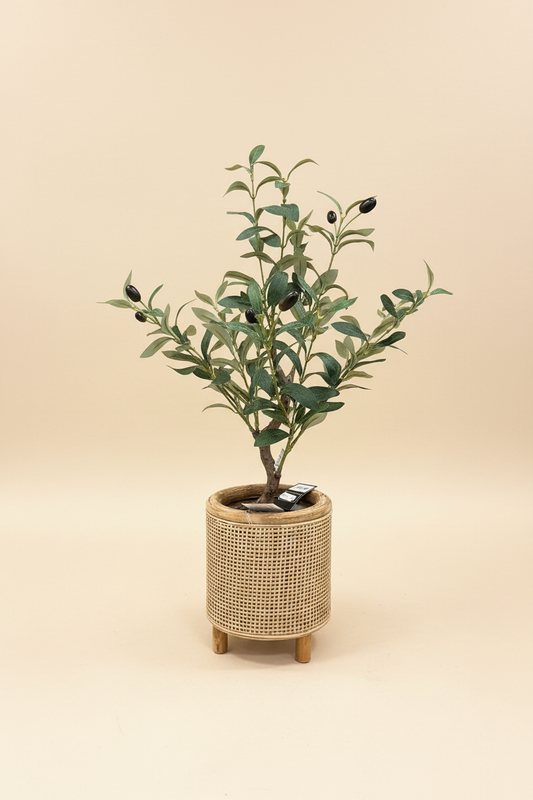 Olijfboom studio foto