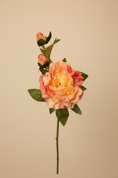 Oranje pioenroos studio foto
