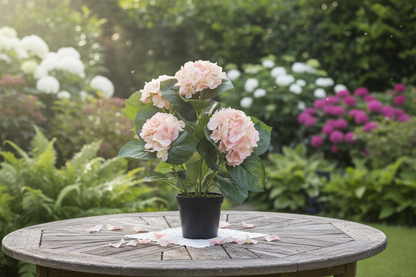 Roze hortensia buiten
