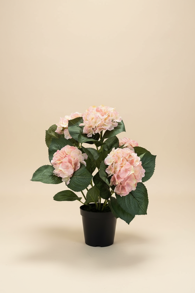 Roze hortensia studio foto