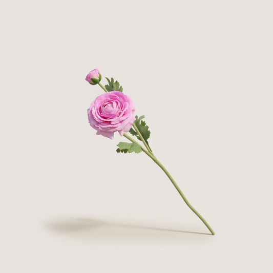 Roze ranonkel met lichte neutrale achtergrond