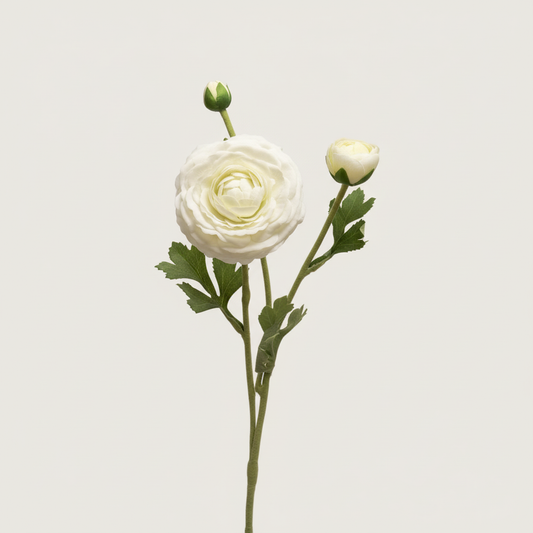 Witte crème ranonkel met lichte neutrale achtergrond