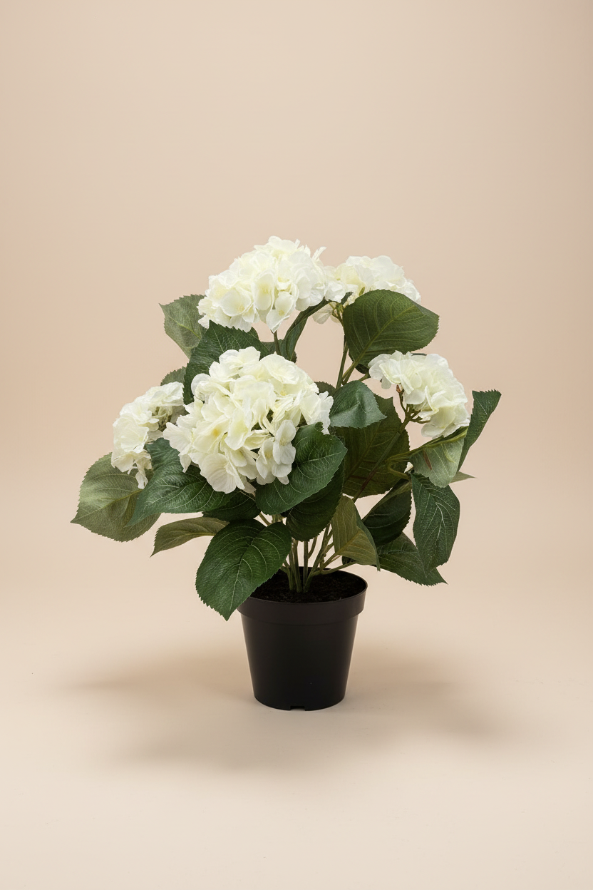 Witte hortensia studio foto